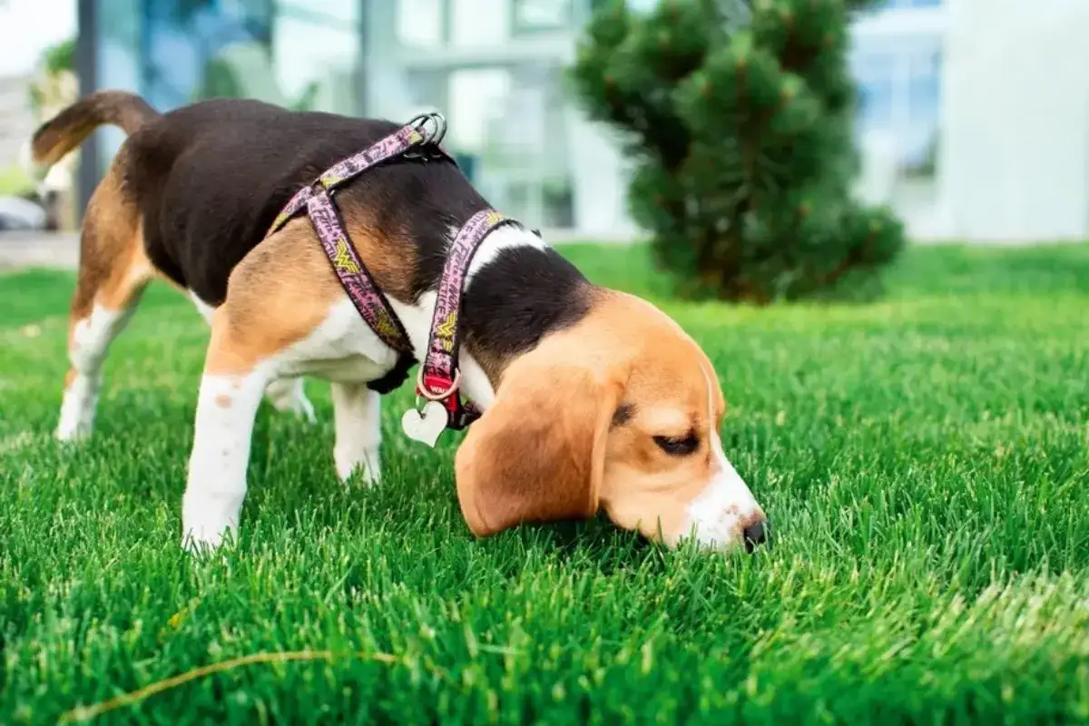 Beagle wącha trawę, być może zastanawiając się, koprofagia co to jest i dlaczego inne psy to robią.