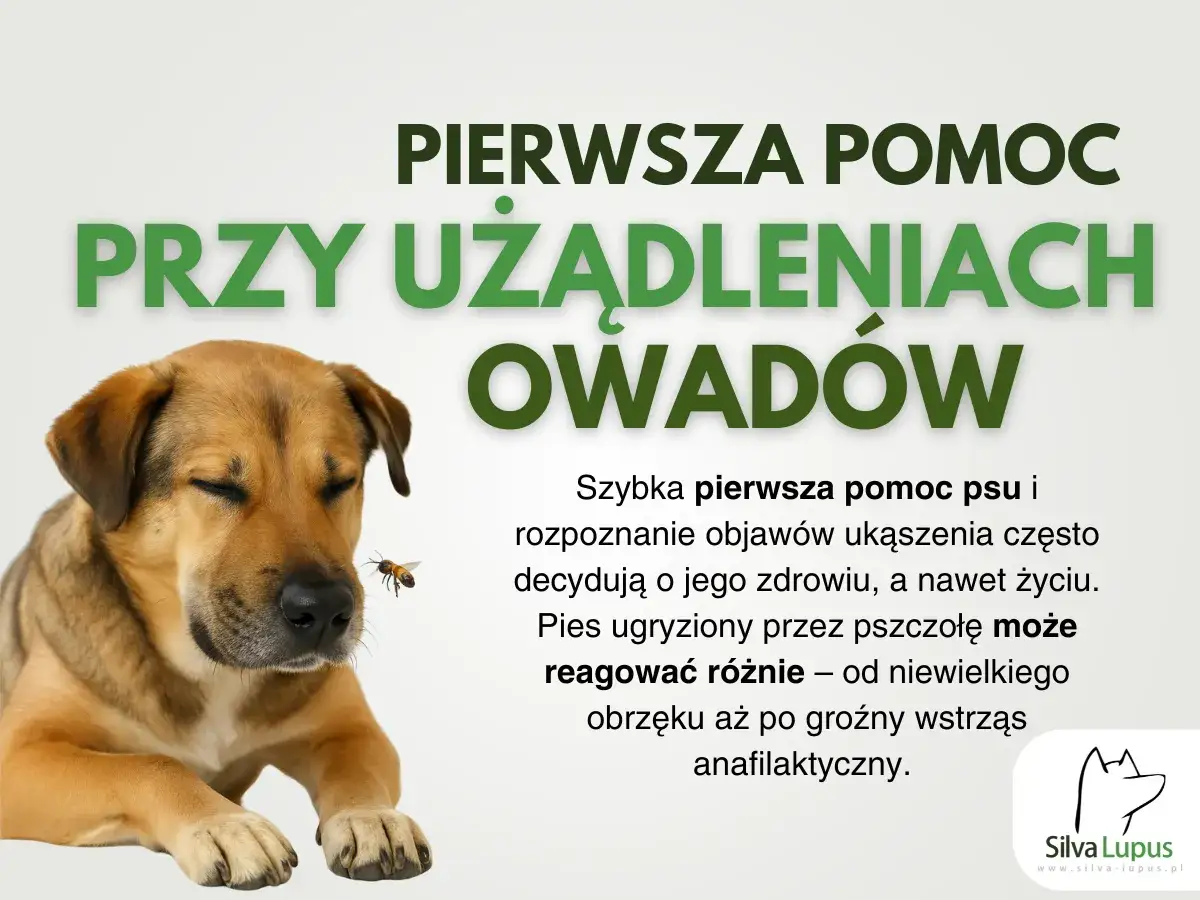 Pies ugryziony przez osę? Szybka pierwsza pomoc jest kluczowa. Dowiedz się, co zrobić, gdy psa ugryzie osa, by zapewnić mu bezpieczeństwo.