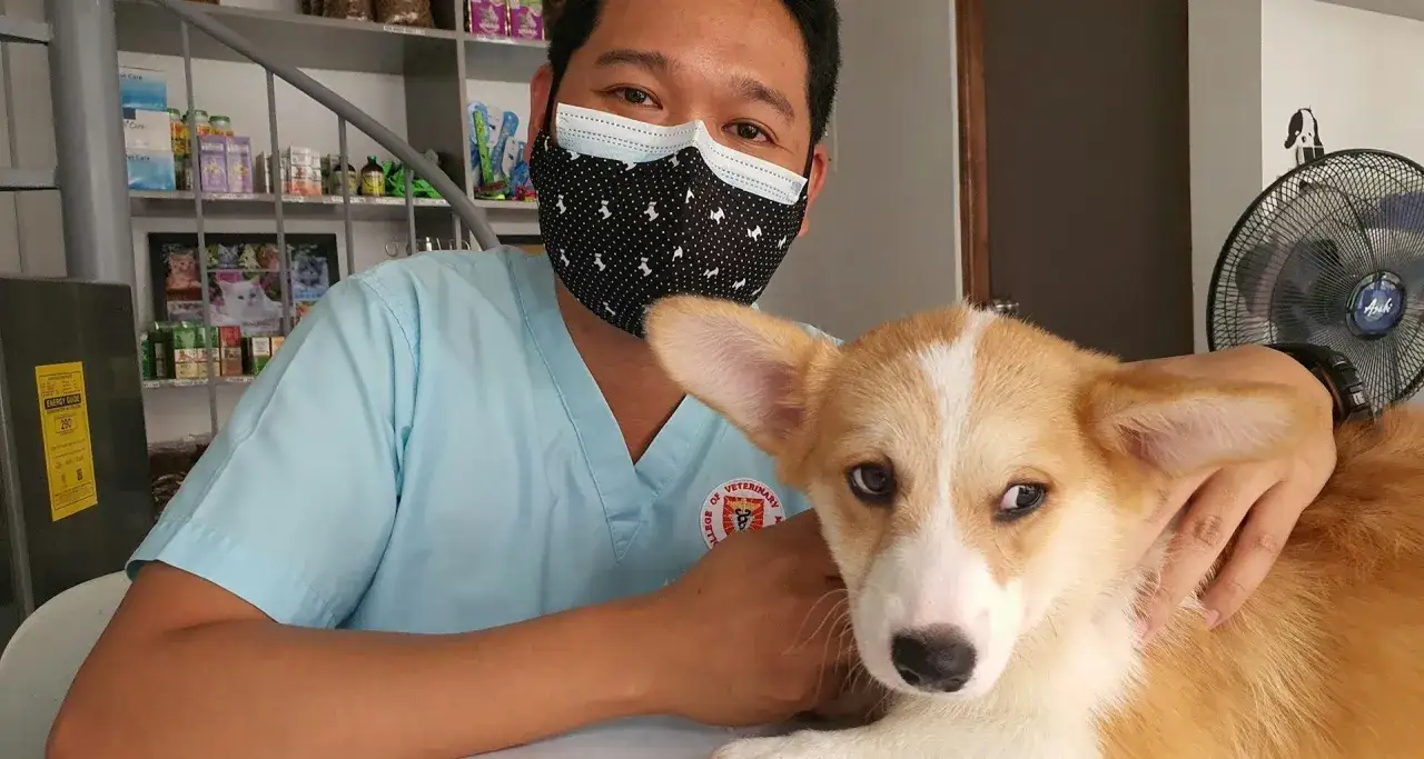 Weterynarz z maską obejmuje uroczego corgi. Badanie wbc u psa przebiegło pomyślnie.