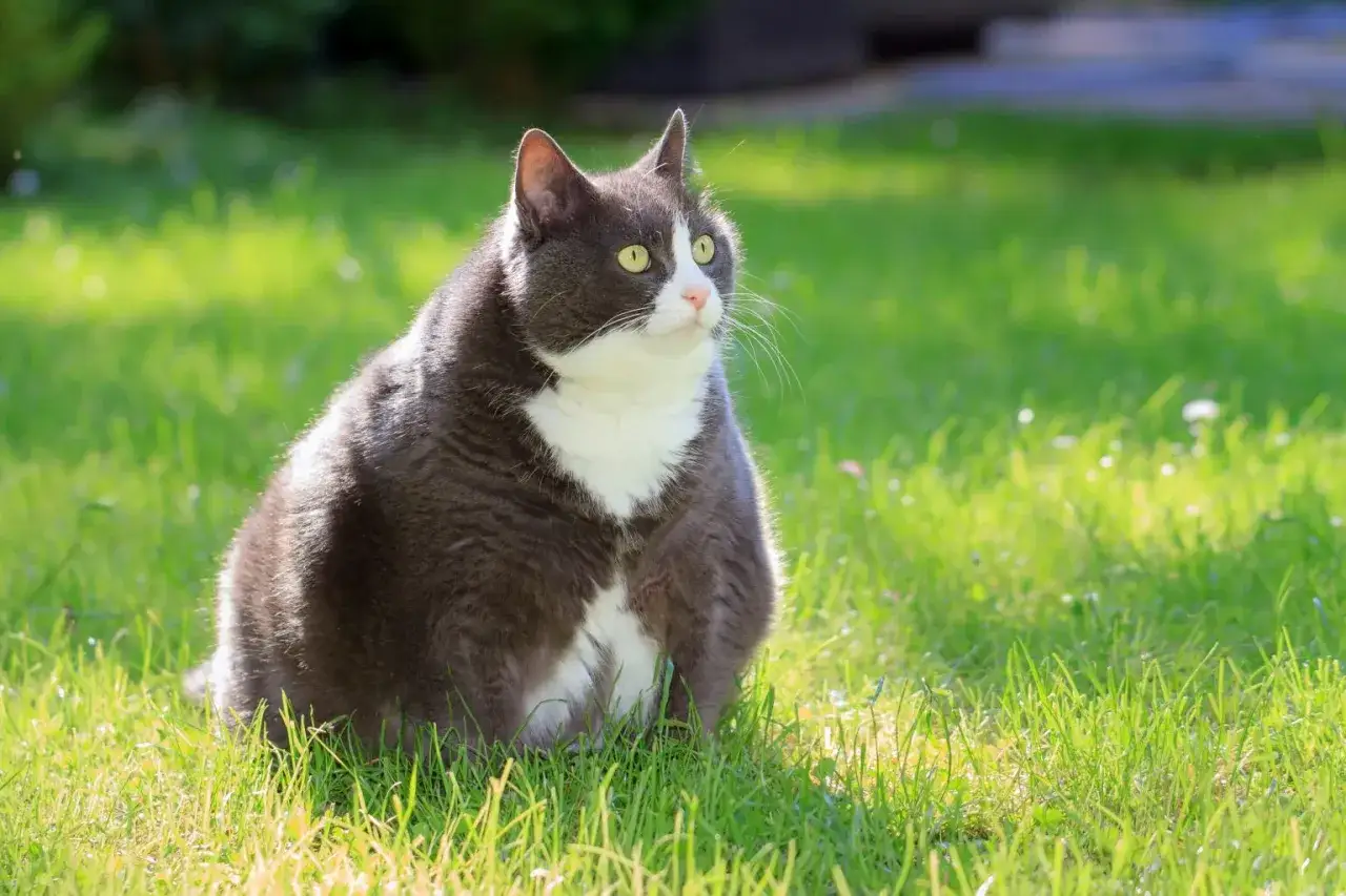 Puszysty kot siedzi na trawie, zastanawiając się, jak odchudzić kota.