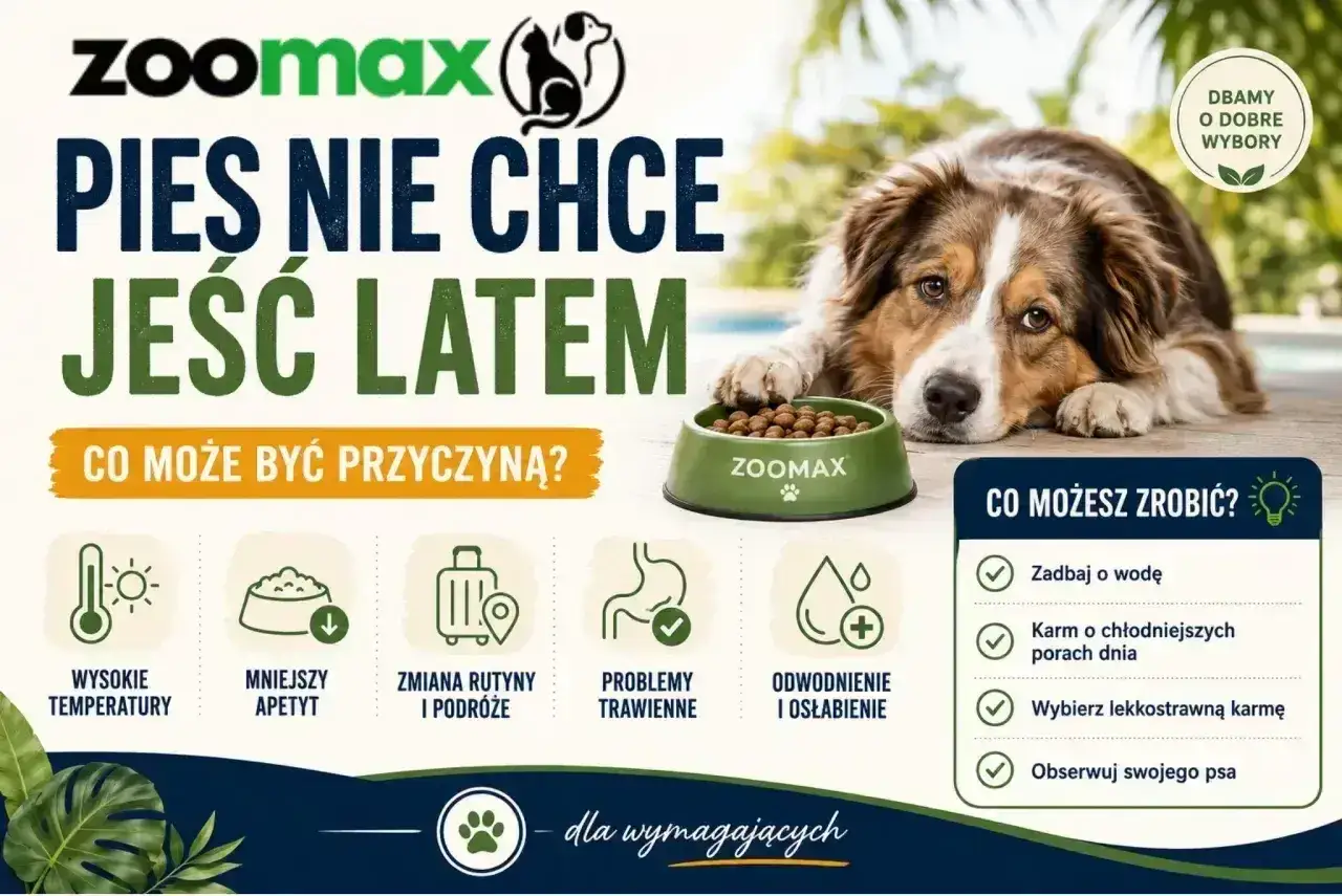 Pies nie chce jeść latem? Przyczyny: wysokie temperatury, mniejszy apetyt, zmiana rutyny, problemy trawienne, odwodnienie. Rozwiązania: zadbaj o wodę, karm chłodniej, wybierz lekkostrawną karmę.