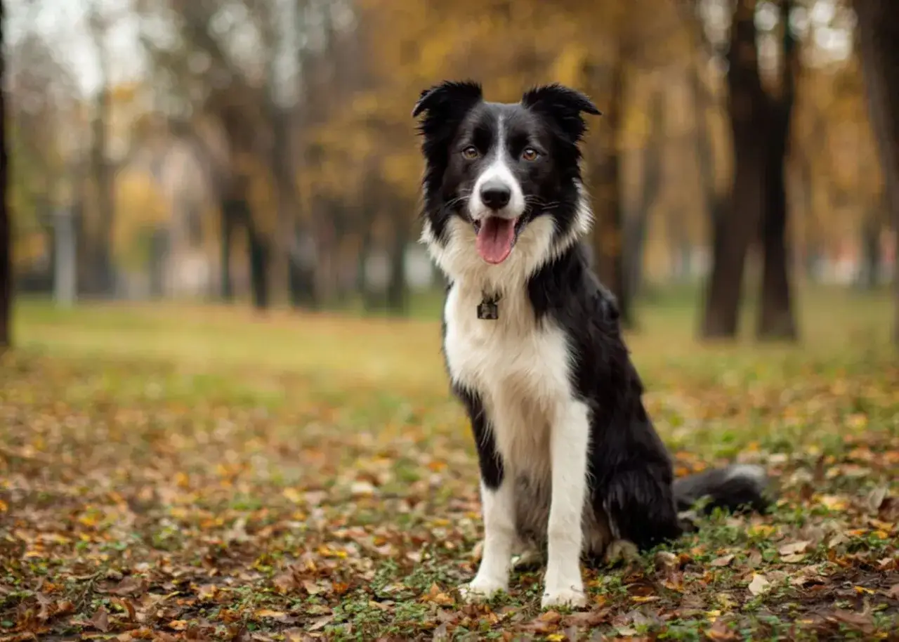 Piękny border collie siedzi w jesiennym parku, otoczony opadłymi liśćmi.
