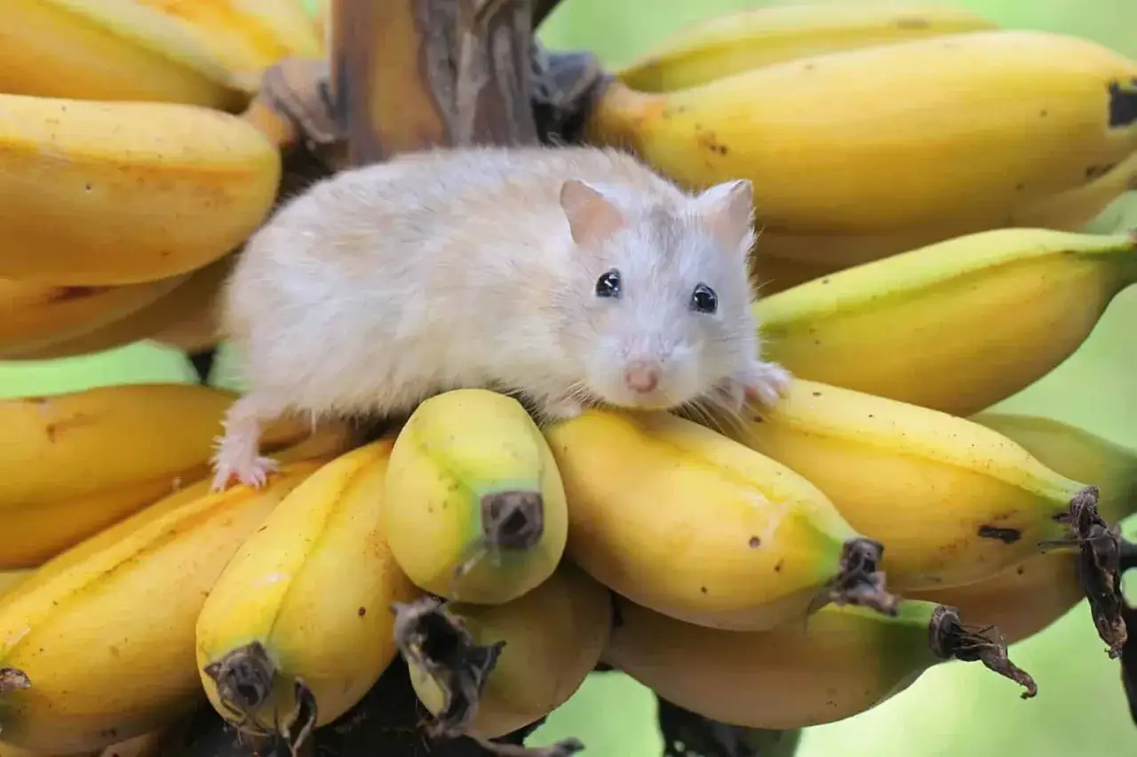Mały chomik na kiści bananów. Czy chomiki mogą jeść banany? Ten słodziak wygląda, jakby chciał się przekonać.