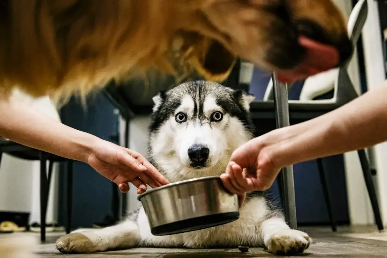 Husky z szeroko otwartymi oczami patrzy na miskę, podczas gdy ręce próbują ją podnieść. Czy to objawy niestrawności u psa?