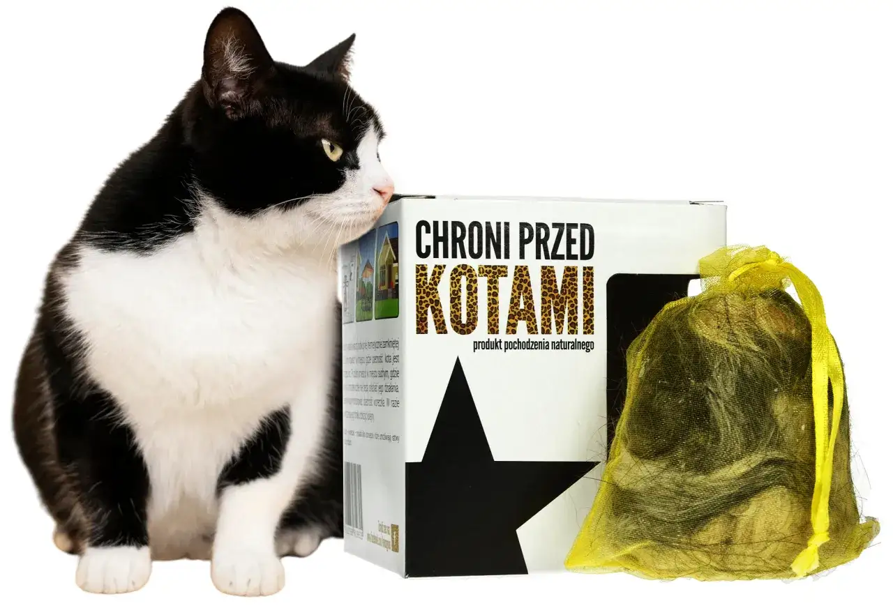 Czarny kot przygląda się opakowaniu z napisem 