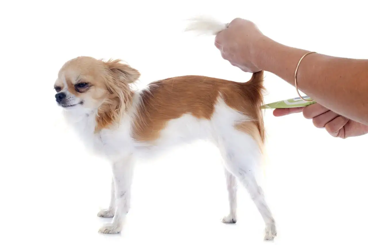 Chihuahua z podniesionym ogonem, któremu mierzy się temperaturę. Obserwacja objawów gorączki u psa jest kluczowa.
