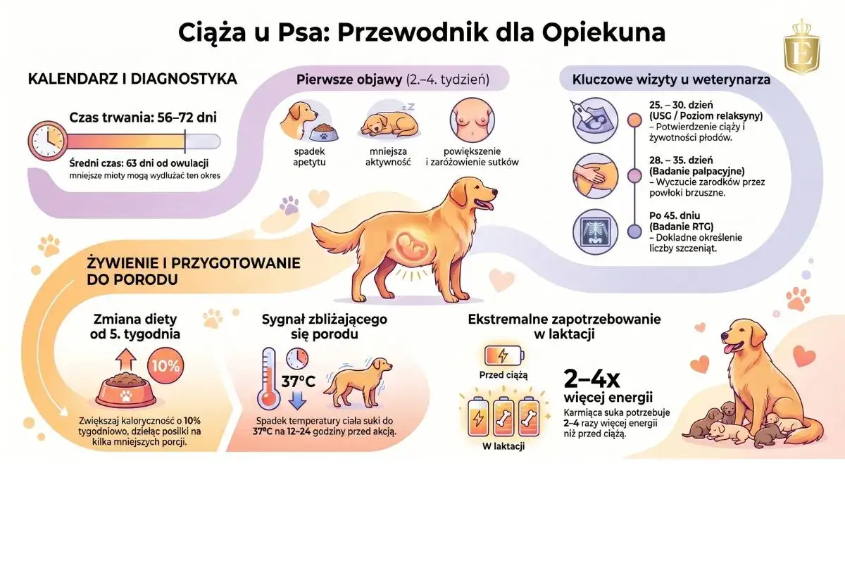 Ilustracja przedstawia urojona ciążę u psa, z objawami, wizytami u weterynarza i przygotowaniem do porodu.
