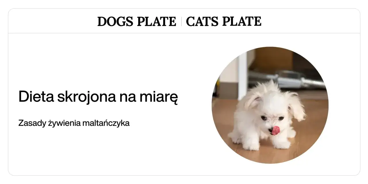 Uroczy maltańczyk z języczkiem na wierzchu. Dowiedz się, jakie mięso dla maltańczyka będzie najlepsze, by zapewnić mu zdrową dietę.