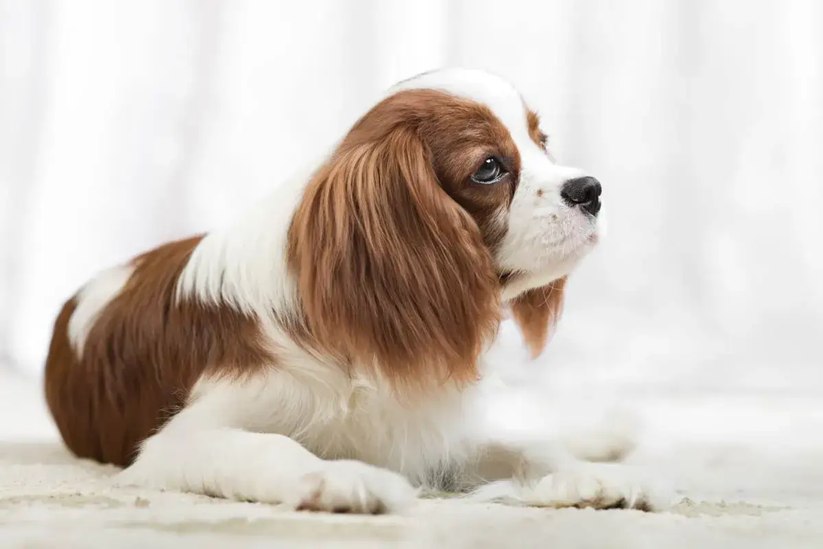 Uroczy Cavalier King Charles Spaniel, idealny jako małe pieski rasy dla dzieci, leży na jasnym tle.