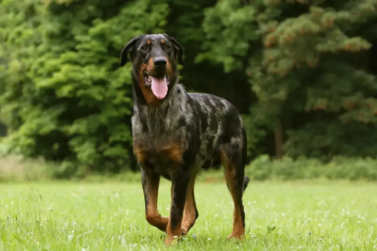 Piękny owczarek francuski beauceron z merle umaszczeniem, z językiem na wierzchu, biegnie po zielonej łące.