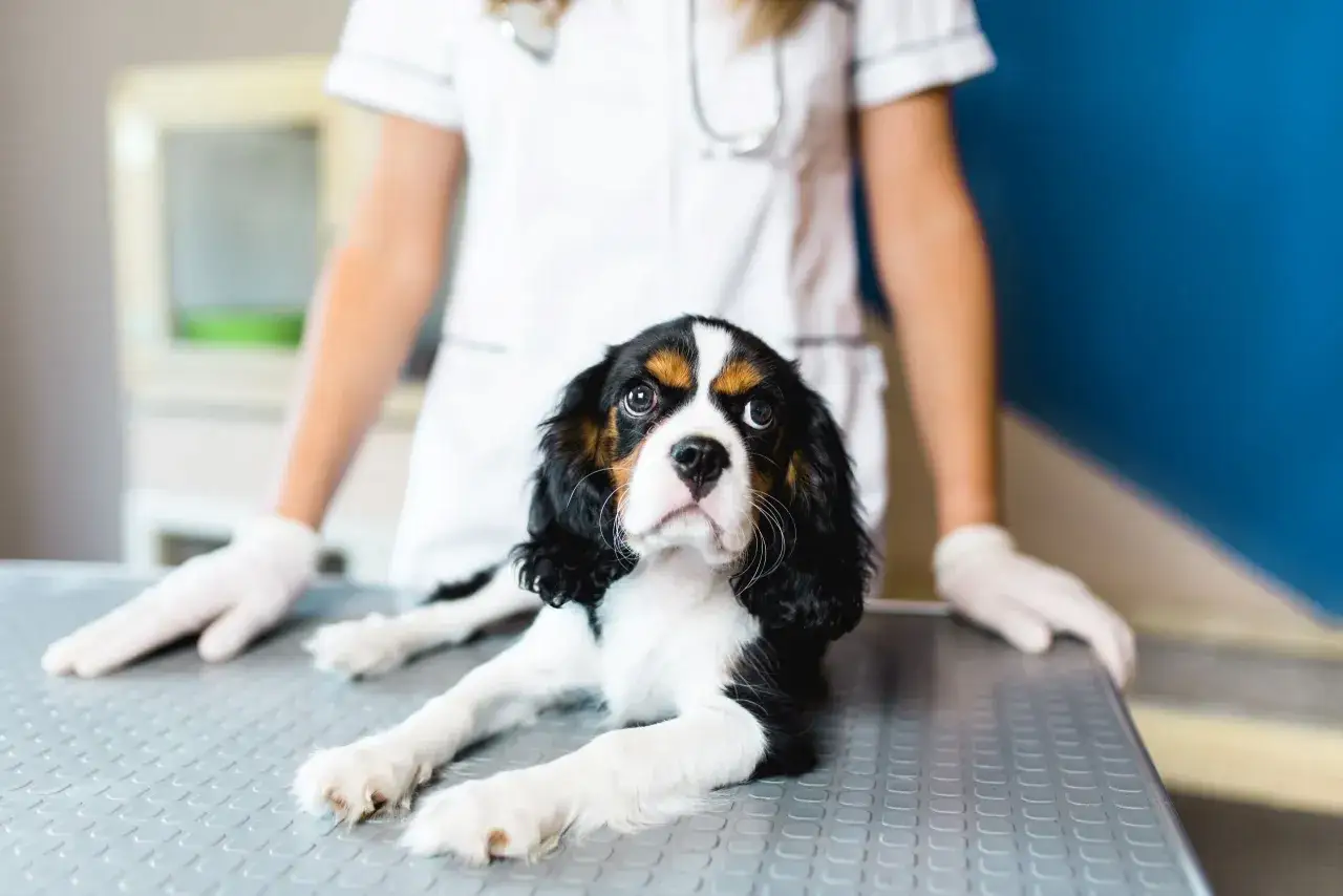 Mały piesek cavalier king charles spaniel leży na stole weterynaryjnym, czekając na podanie nifuroksazydu dla psa.