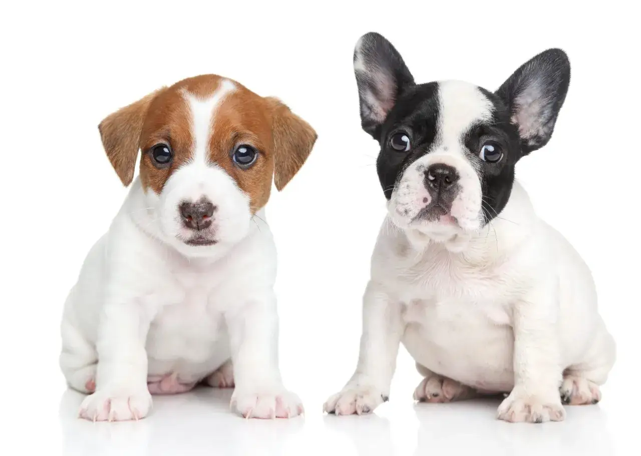 Dwa urocze szczenięta: jeden piesek rasy Jack Russell Terrier, drugi to piesek rasy buldog francuski.