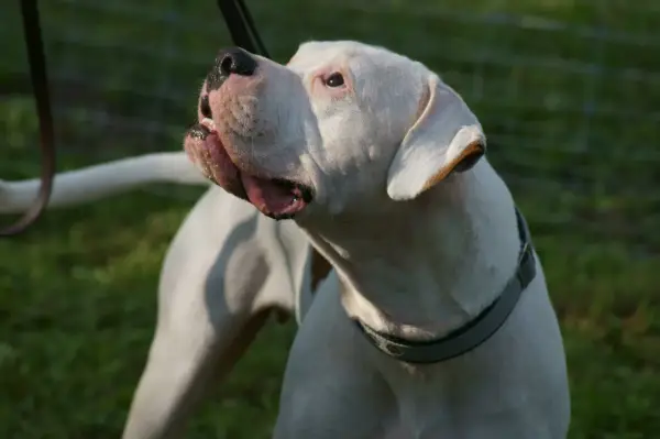 Mocny dogo argentino z otwartym pyskiem, patrzący w górę. W tle zielona trawa i siatka.