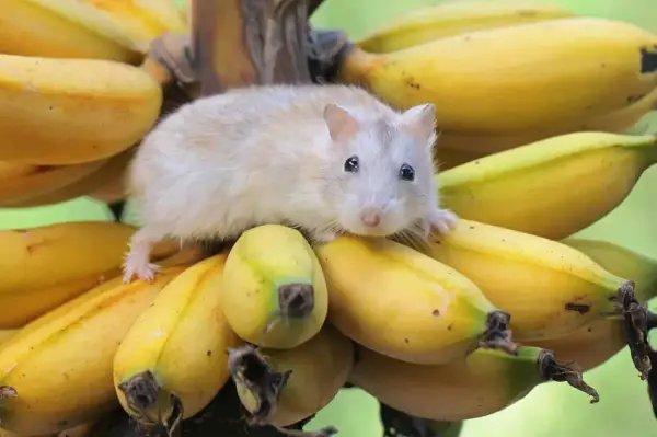 Mały chomik na kiści bananów. Czy chomiki mogą jeść banany? Ten słodziak wygląda, jakby chciał się przekonać!